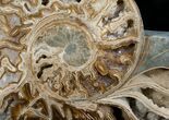 Beautiful Choffaticeras Ammonite - Half #5216-2